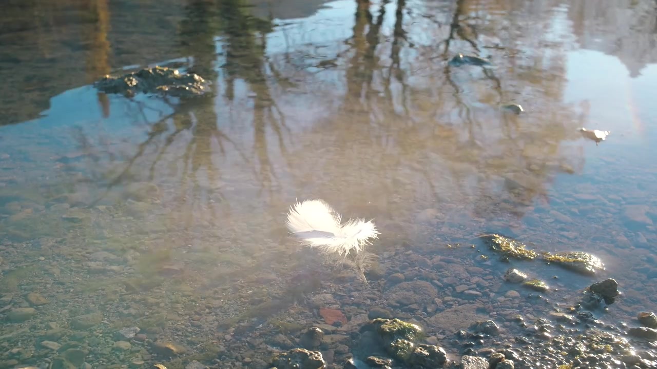 A pristine bird feather stands motionless on the calm water's surface, creating a serene moment of stillness. The crystal-clear river reflects the surrounding trees, tranquility and delicate balance.