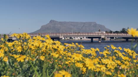 Flor-Amarilla-En-Primer-Plano,-Autos-Pasan-Por-El-Puente-De-Ciudad-Del-Cabo,-Montaña-De-La-Mesa