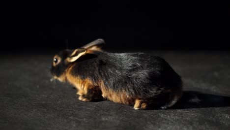 Cute-Tan-Rabbit-Close-Up-Wiggling-Nose-Curiously-Sniffing-On-A-Dark-Black-Studio-Background