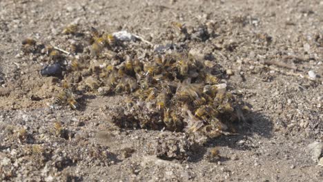 las abejas melíferas trepan agresivamente unas sobre otras para alimentarse del suelo, cierran