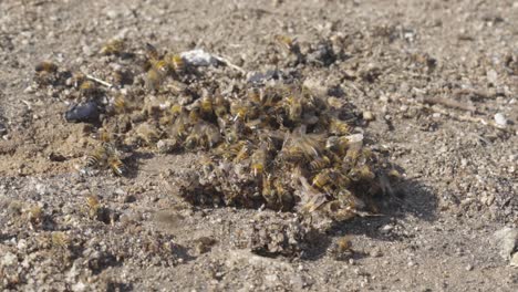 honey bees aggressively climb over one another to feed off the ground, close up