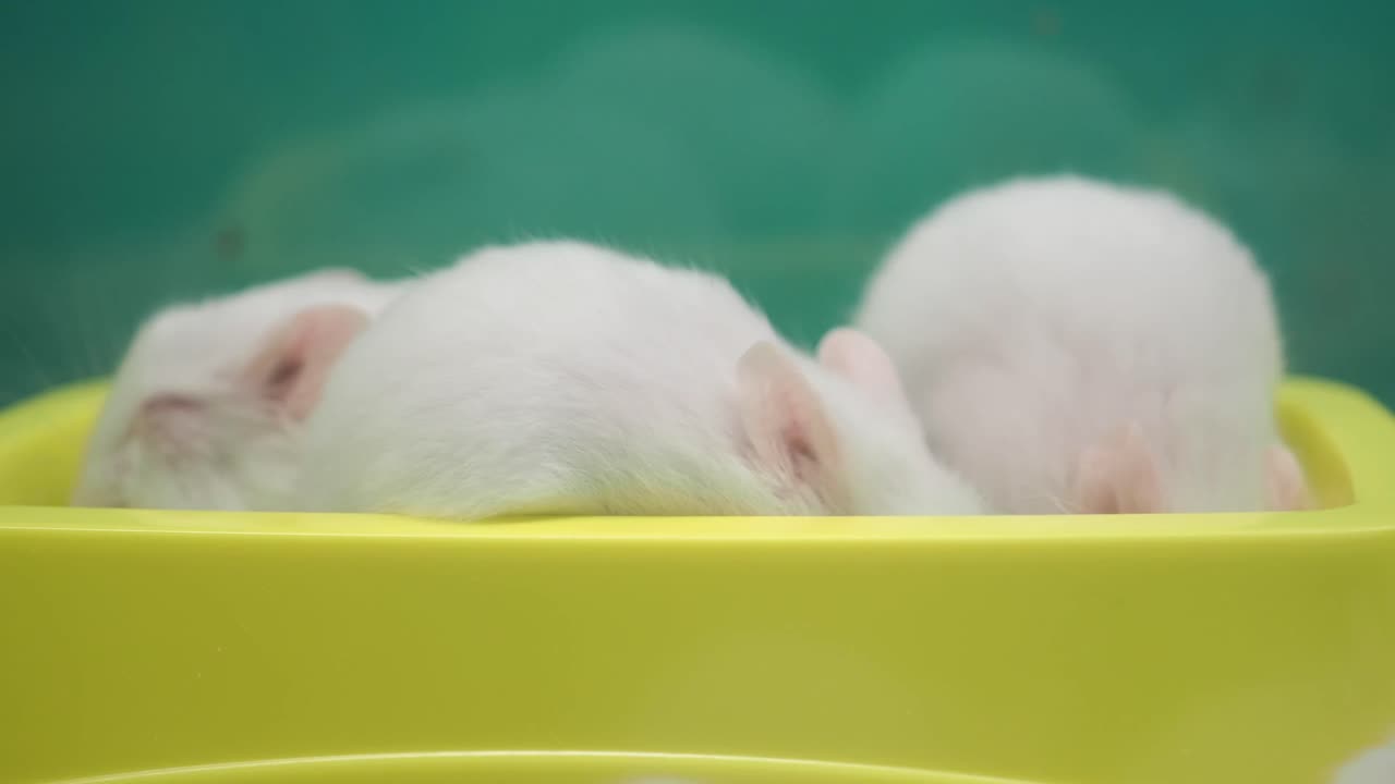 Sleeping Hamsters
