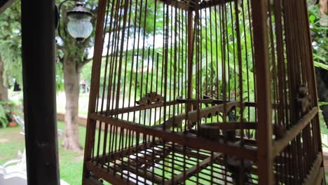 close up of a traditional thai birdcage hanging in a tree with garden background