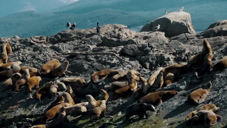 Beagle-Channel-Wildlife-With-Seals-And-Cormorants-On-Isla-de-los-Lobos-In-Tierra-del-Fuego-Near-Ushuaia,-Argentina