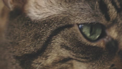 extreme close-up of black and brown domestic cat