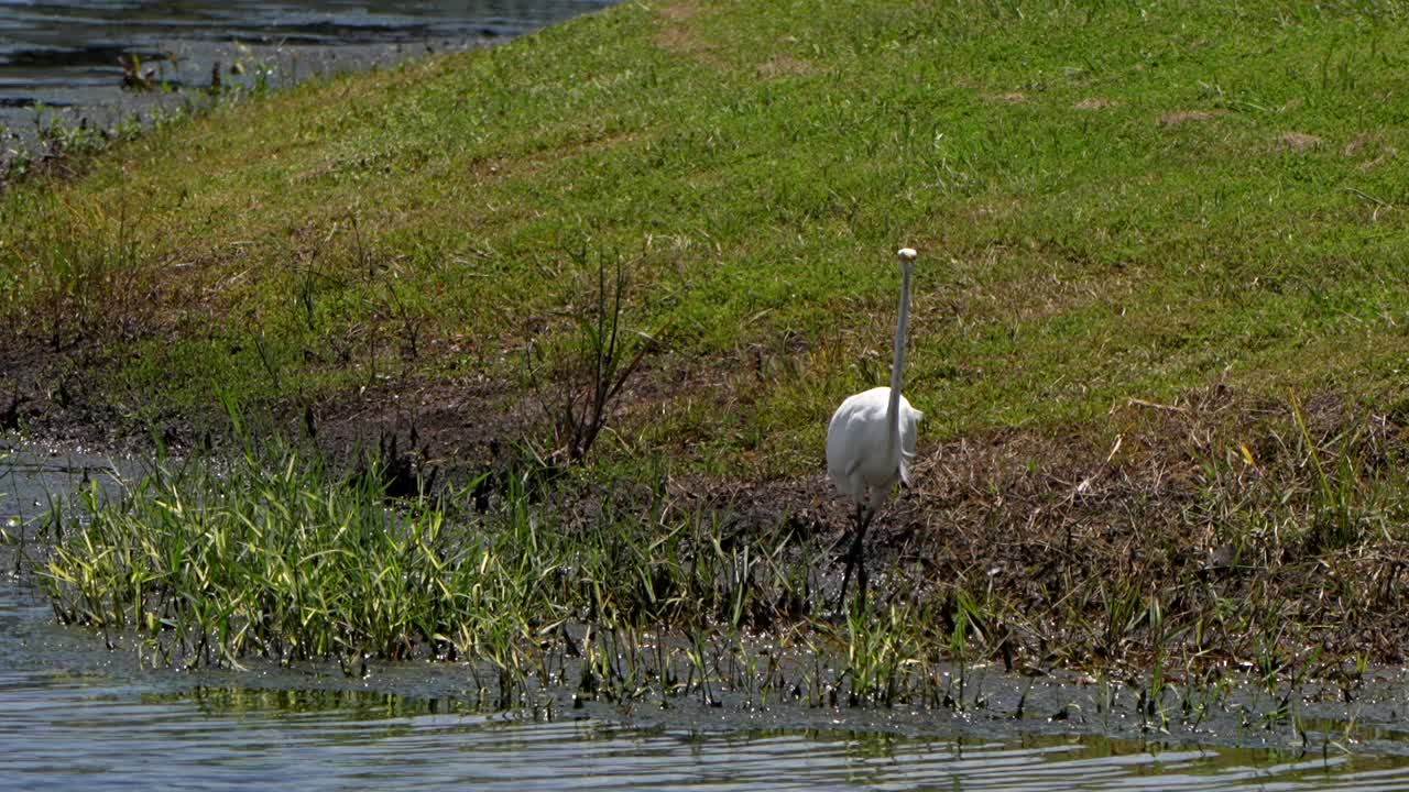 Great egret scratching itself in a pond