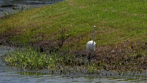 great egret scratching itself in a pond
