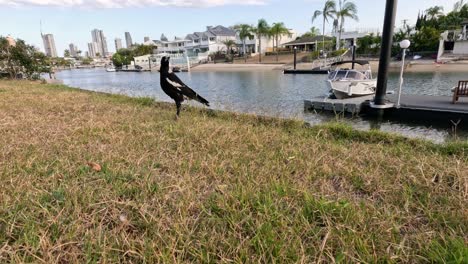 magpie strolling by a tranquil marina