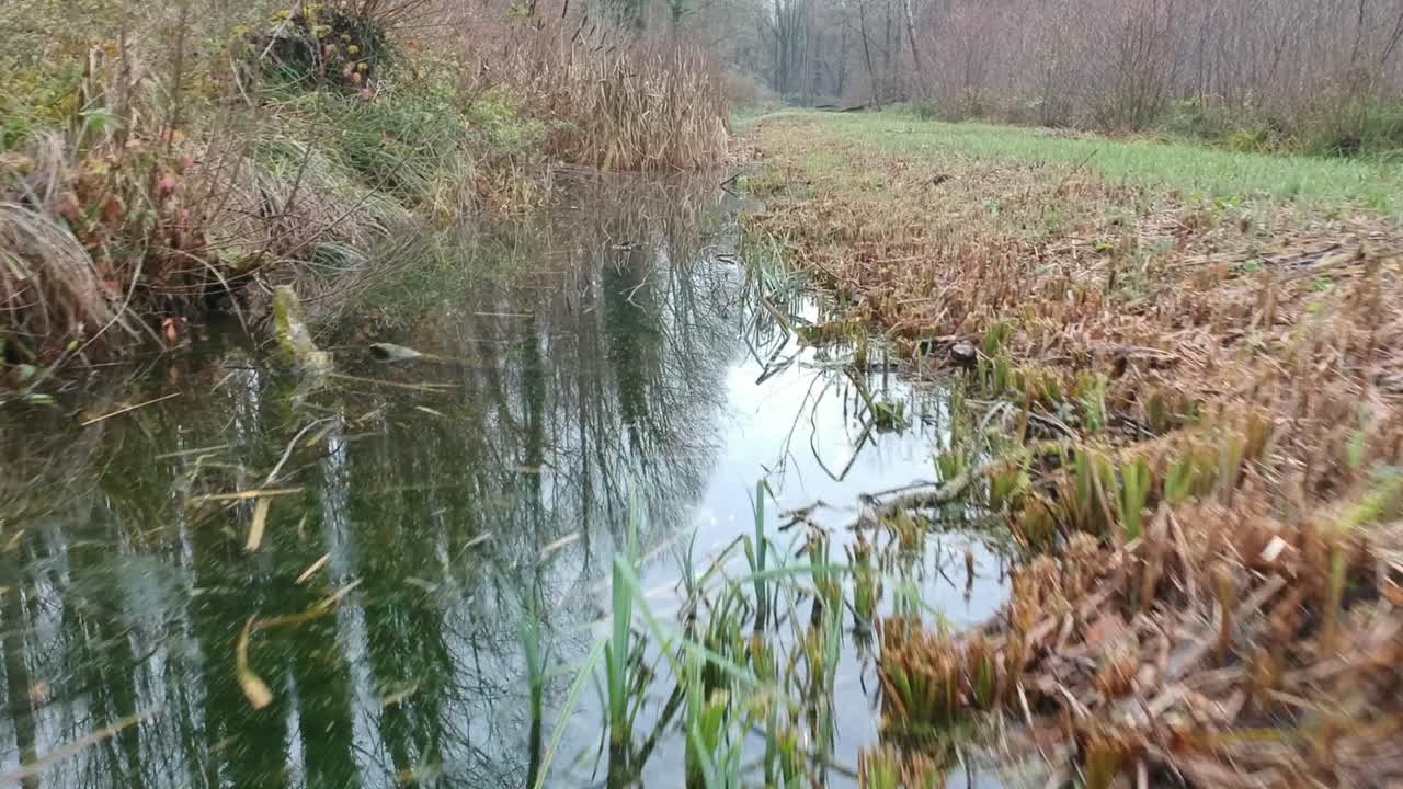 Cinematische bewegende drone-opname, zwevend boven water met riet en gras
