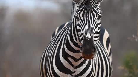 Zeitlupe-Eines-Burchell-Zebras,-Das-Seinen-Kopf-Dreht-Und-In-Die-Kamera-Schaut,-Größerer-Krüger