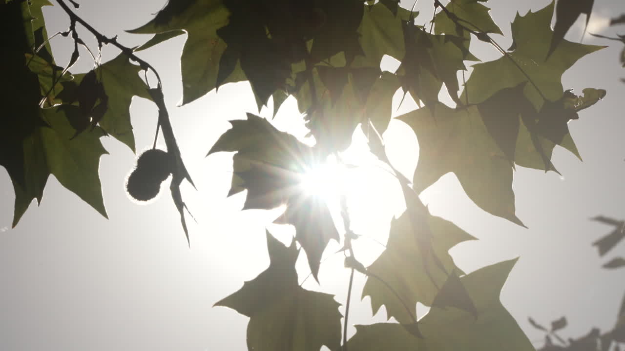 солнечный свет через листья