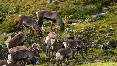 small group of reindeer, part of larger herd, grazing on norway hillside near small stream