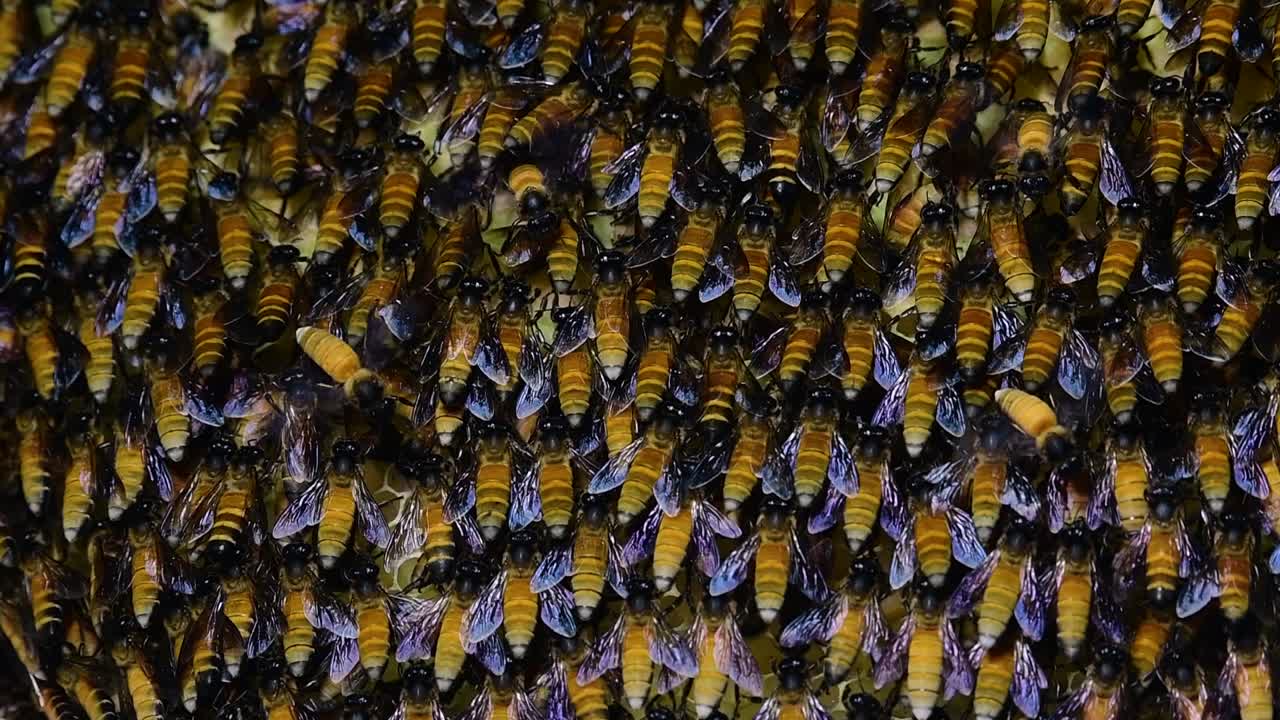 se sabe que las abejas melíferas gigantes construyen grandes colonias de nidos con bolsillos simétricos hechos de cera para almacenar miel como fuente de alimento.