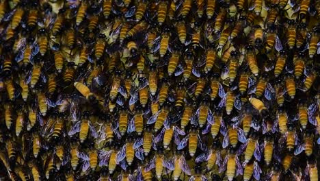 Se-Sabe-Que-Las-Abejas-Melíferas-Gigantes-Construyen-Grandes-Colonias-De-Nidos-Con-Bolsillos-Simétricos-Hechos-De-Cera-Para-Almacenar-Miel-Como-Fuente-De-Alimento.