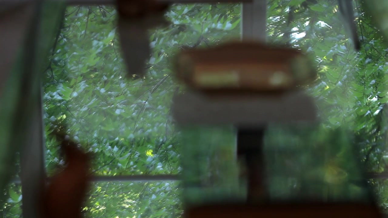 Reflection of trees in coffee table.