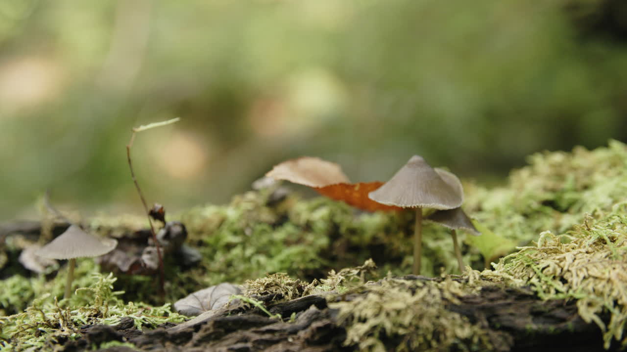 Macro slow motion footage of a small mushroom growing out of a mossy log