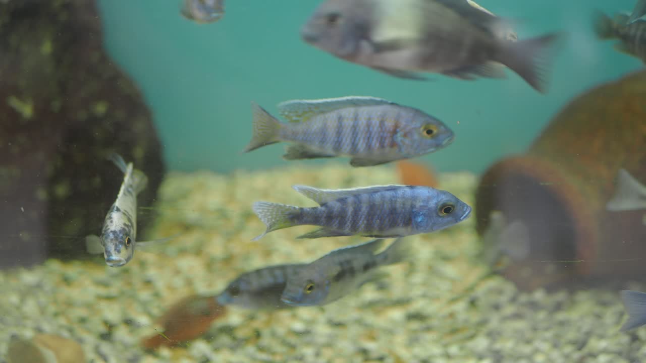 Cichlids swimming in an aquarium
