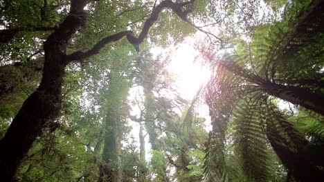 Tracking-Underneath-Forest-Canopy