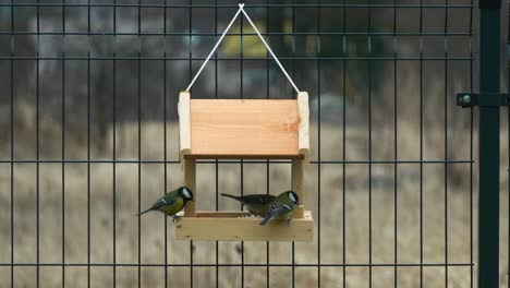 Shot-of-colorful-titmouses-coming-and-going-on-a-wooden-birdfeeder-hanging-on-metal-fence