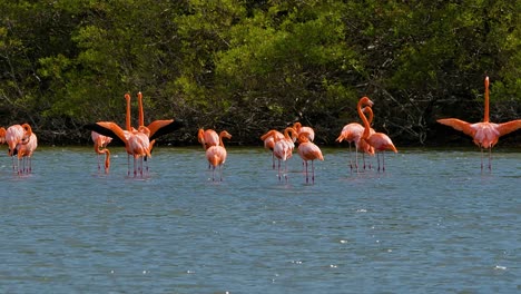 el flamenco extiende las alas en alarma alertando a toda la bandada que se acuesta mientras están en el agua.