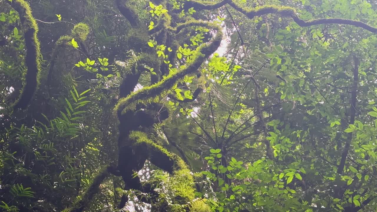 Camera slowly pans upward revealing moss-covered tree branches in lush, misty rainforest light