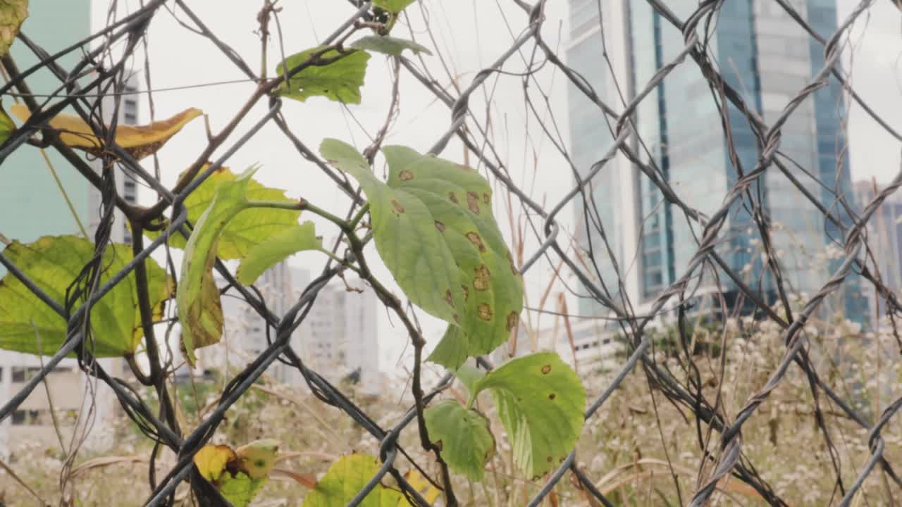 아름다운 화창한 날에 바람과 함께 움직이는 나뭇잎이 있는 정원 그물에 있는 식물의 가까운 전망 - 정적 샷