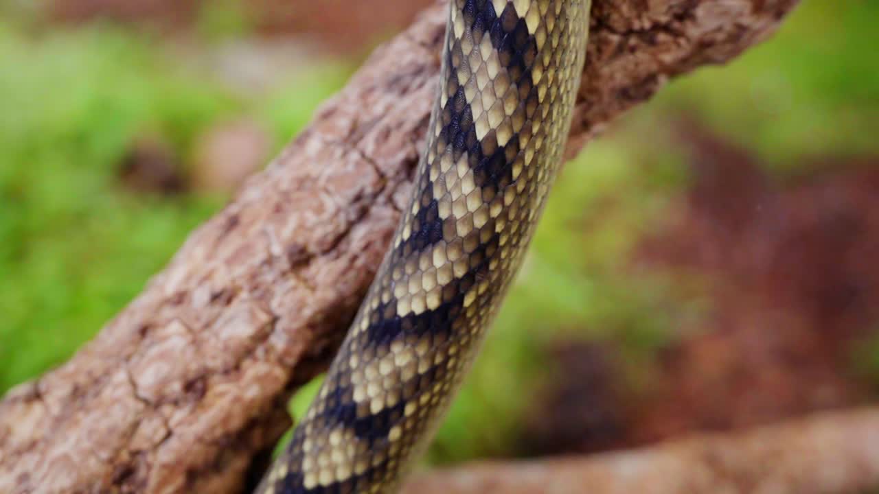 Snake coiling on tree branch with close-up view of intricate skin patterns and scales