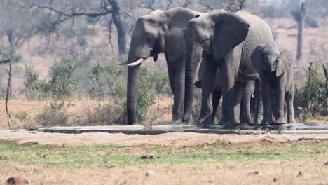 African-elephant-family-at-a-wateringhole,-slowmotion-in-120fps