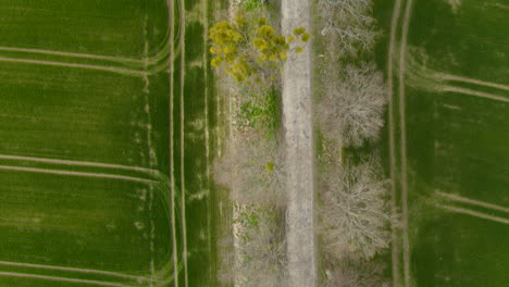 Camino-De-Tierra-Cruzando-Los-Campos-Verdes-Con-Huellas-De-Tractor