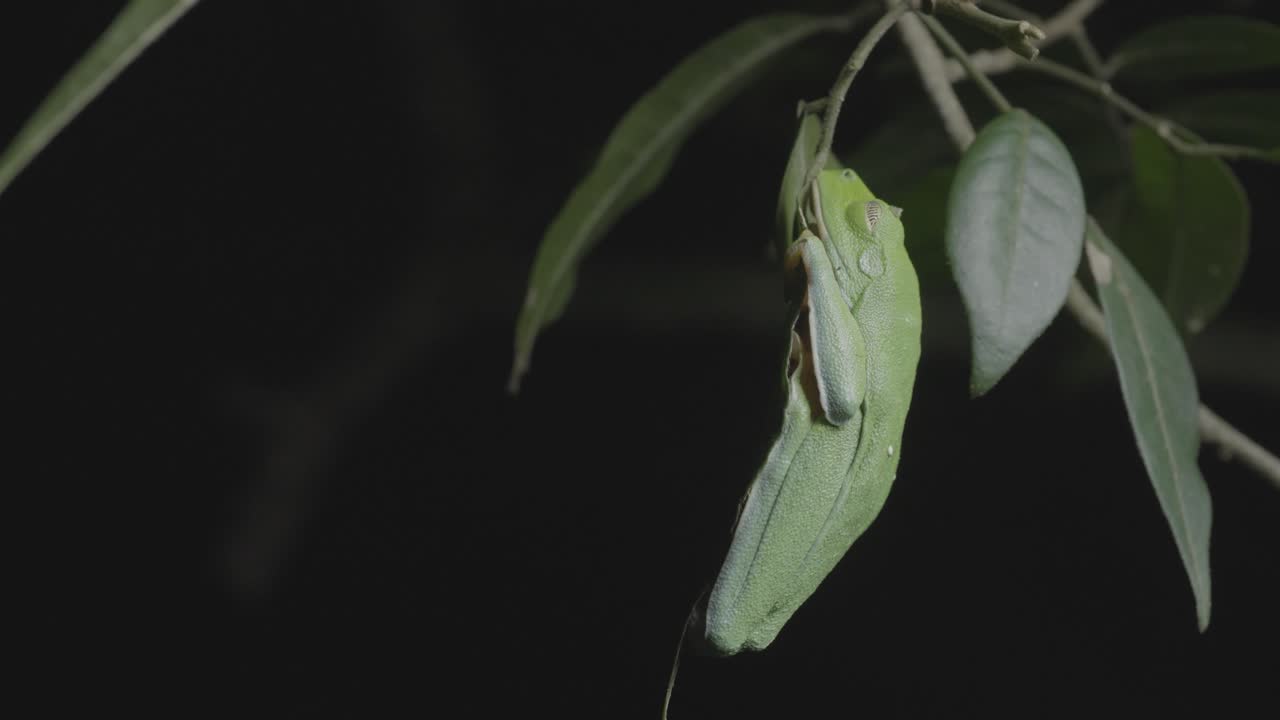 ilusión verde: la rana verde camuflada