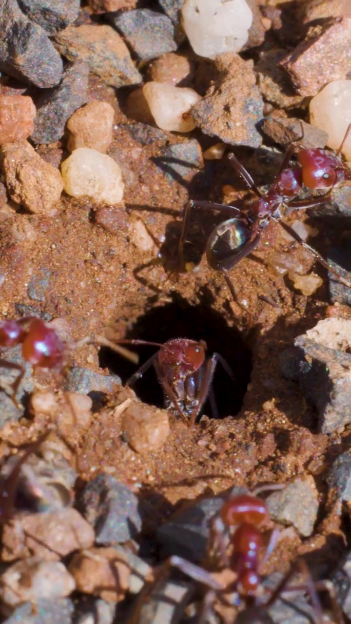Inquadratura verticale ravvicinata di formiche che entrano ed escono da un piccolo ingresso di tana nel terreno.