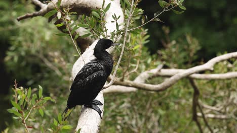 pájaro descansando y observando el entorno