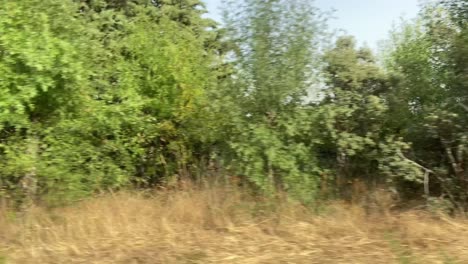 fast driving plate with a view of plants and a road or highway