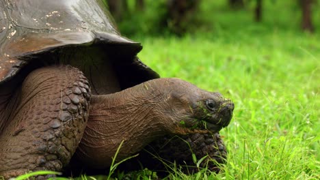 Un-Primer-Plano-De-Una-Tortuga-Gigante-Salvaje-Del-Oeste-De-Santa-Cruz-En-Las-Islas-Galápagos