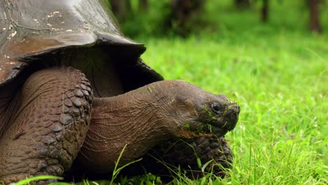 un primer plano de una tortuga gigante salvaje del oeste de santa cruz en las islas galápagos