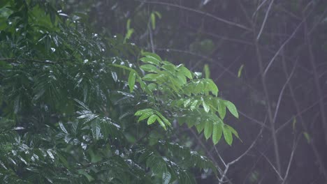 in the rainy season, eastern india receives heavy rainfall during the rainy season