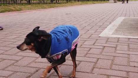 Perro-Viejo-Mini-Pinscher-Con-Suéter-En-Saltos-De-Invierno-Y-Sigue-Al-Dueño,-Primer-Plano-En-El-Parque-Al-Aire-Libre