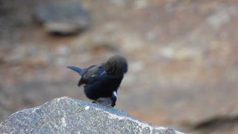 indian robin in rock uhd mp4 4k .