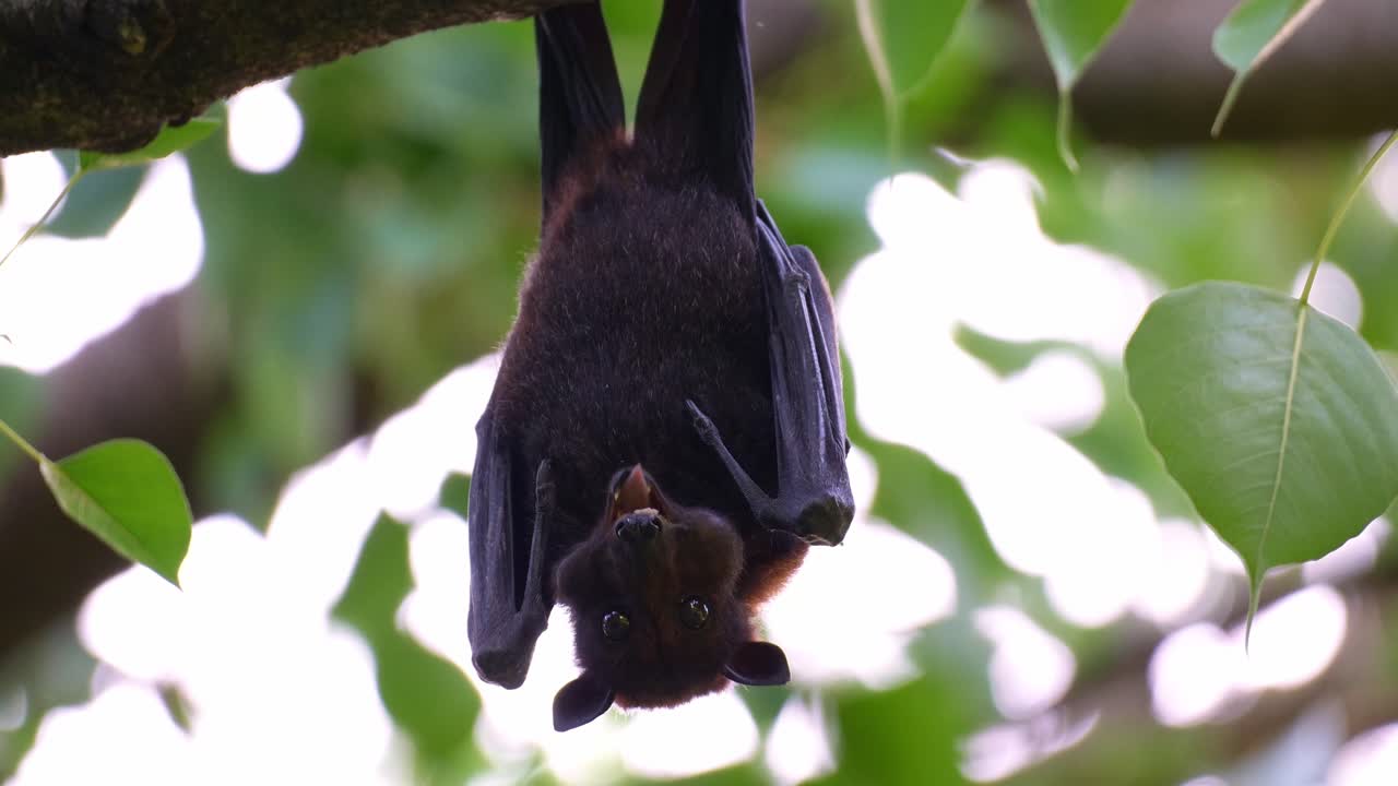 Primo piano di una volpe volante australiana appesa a testa in giù a un ramo di un albero in mezzo a una vegetazione lussureggiante, che mastica polpa di frutta
