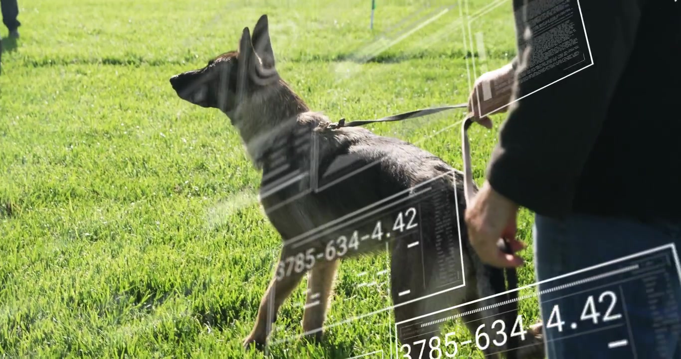 ベテランのハンドラーが犬を落ち着かせ、左の合図の後にリードを調整している。訓練用のオーバーレイパネルが両者に表示されている。