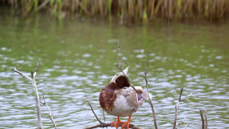 Wild-duck-mallard-female-on-the-lake-shore-in-autumn-foliage