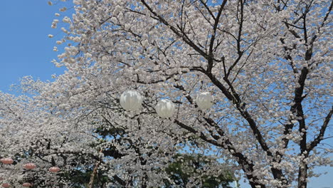 paper lanterns hanging on the cherry blossom trees with white flowers in lets run park seoul, south korea