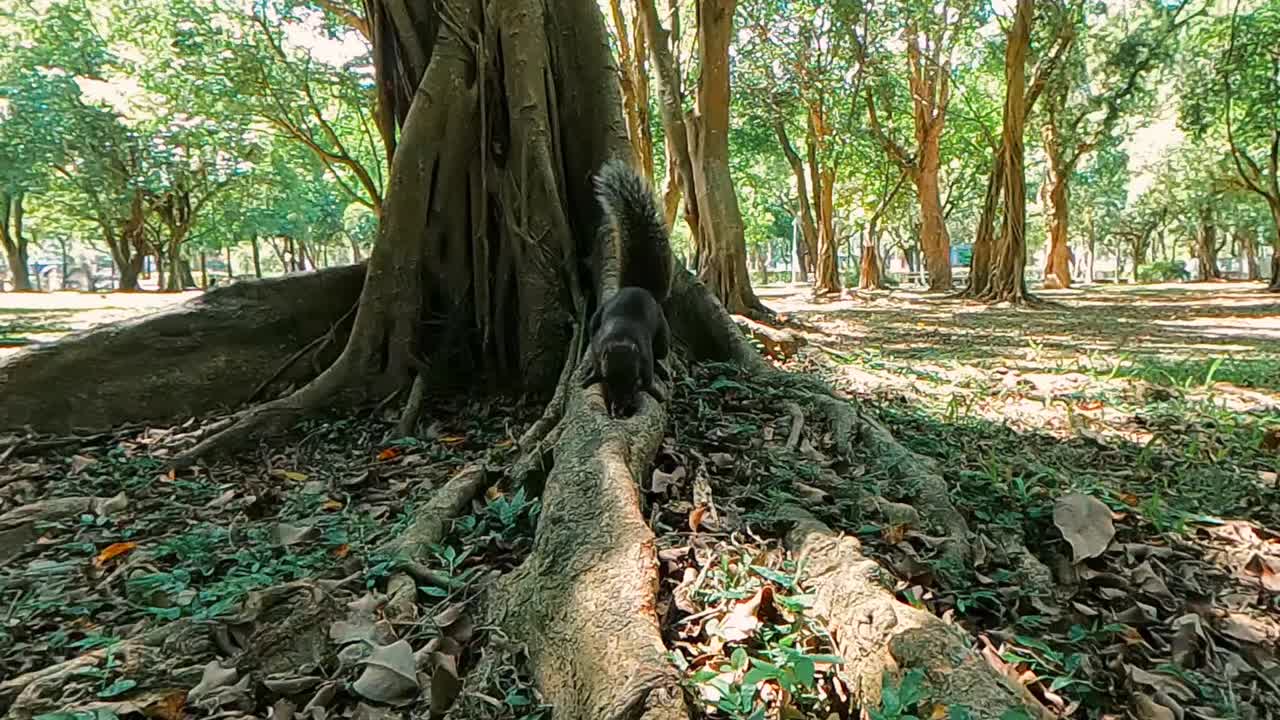 Scoiattolo nel bosco cerca e si gratta al rallentatore 1080p