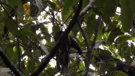 un capuchino panameño de cara blanca, trepando a un árbol