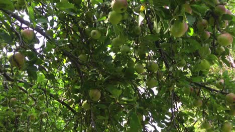 close on apple tree orchard and many hanging apples as camera tilts upward and moves in