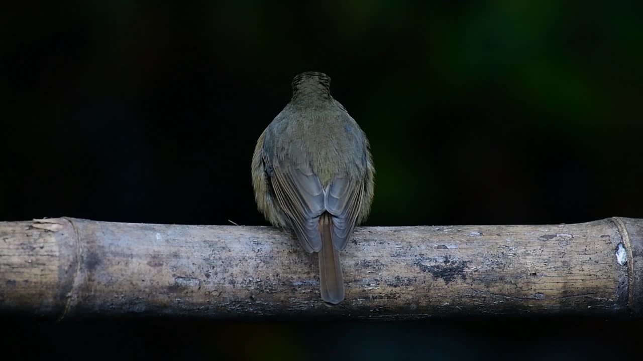 Hill Blue Flycatcher sitter på en bambus, Cyornis whitei.