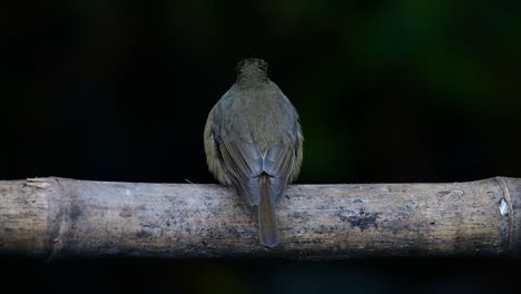 papamoscas azul de la colina posado en un bambú, cyornis whitei