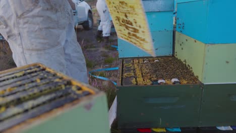 Imker-Kontrolliert-Bienenstock-Mit-Brutwabe,-Schwenkende-Holzplatte