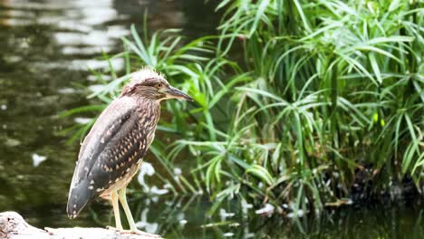 bird standing by water in lush greenery