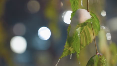 close-up of green leaves with snowdrop hanging, soft bokeh effect in background, ice drops and frost on leaves, creating a peaceful winter atmosphere with glowing light